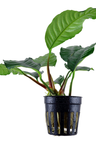 Anubias barteri Coffeefolia