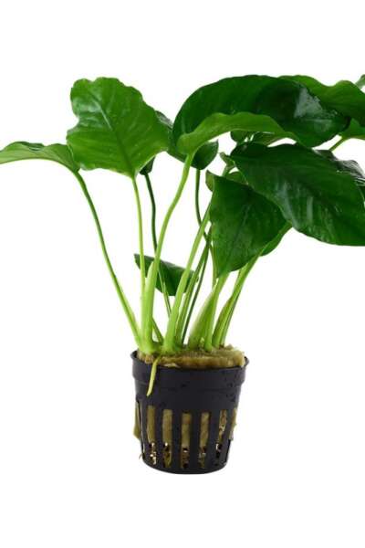 Anubias barteri var. barteri