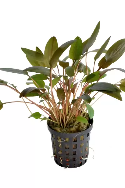 Cryptocoryne wendtii brown