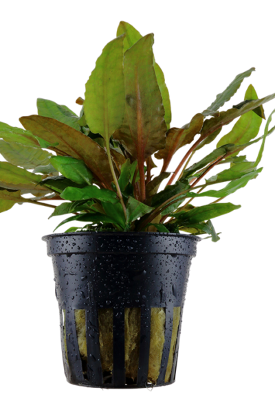 Cryptocoryne wendtii tropica