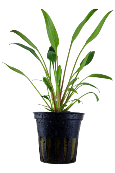 Cryptocoryne willisii
