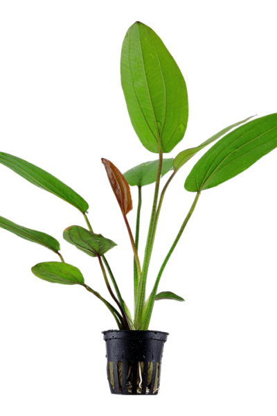 Echinodorus Barthii