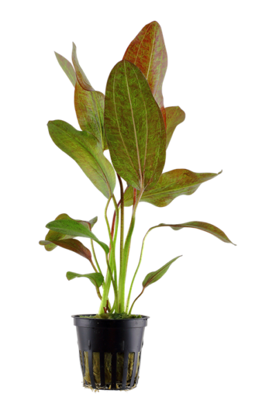 Echinodorus Ozelot