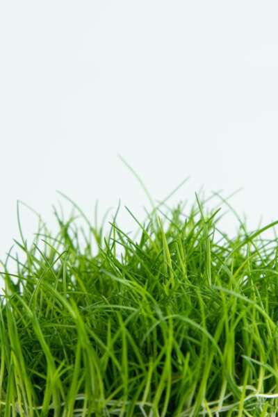 Eleocharis acicularis