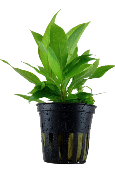 Hygrophila corymbosa Siamensis