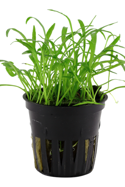 Lilaeopsis brasiliensis