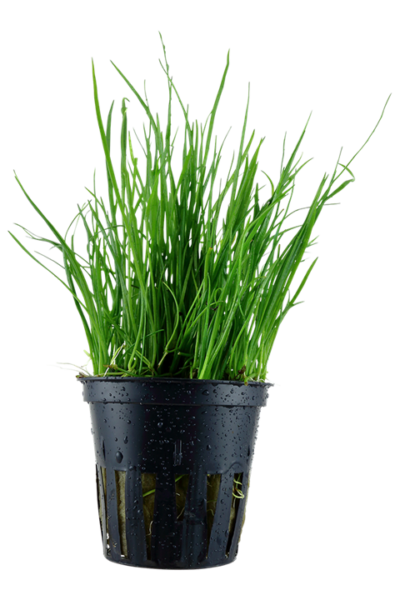 Lilaeopsis mauritiana