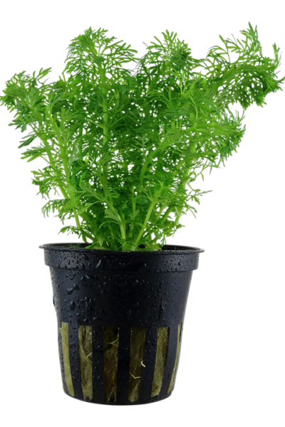 Limnophila sessiliflora