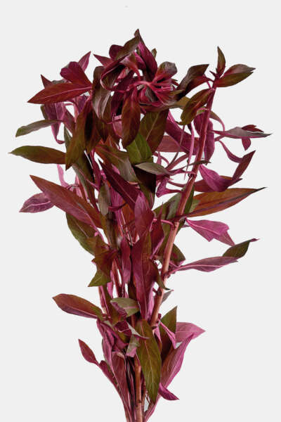 Ludwigia peruensis