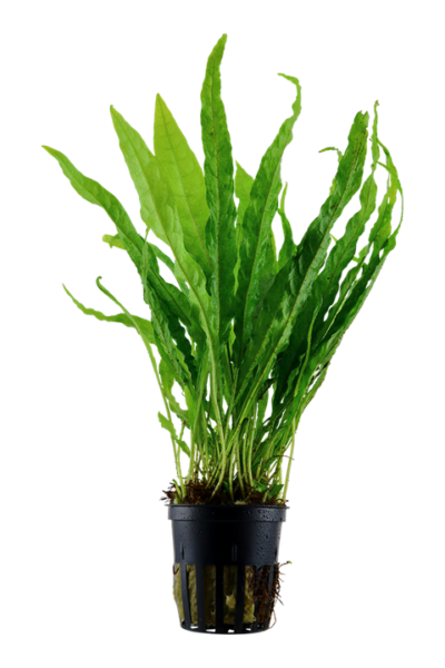 Microsorium pteropus