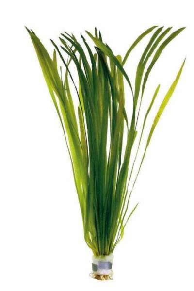Vallisneria spiralis