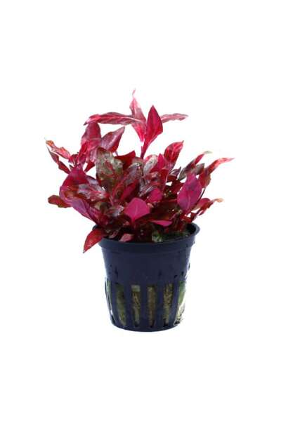 alternanthera reineckii mini