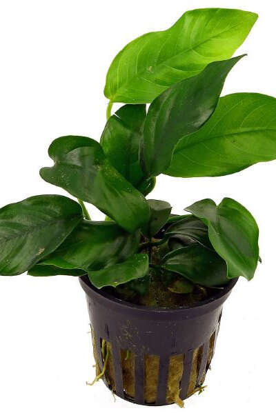 anubias barteri var. nana